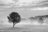 Dawn Mist_16434-5